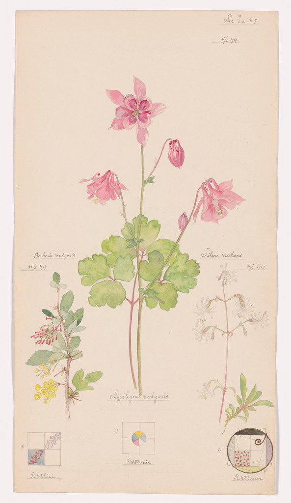 Aquilegia vulgaris (European Columbine), Silene nutans (Nottingham Catchfly), Berberis vulgaris (European Barberry). Sheet 16 from the portfolio Nature Studies