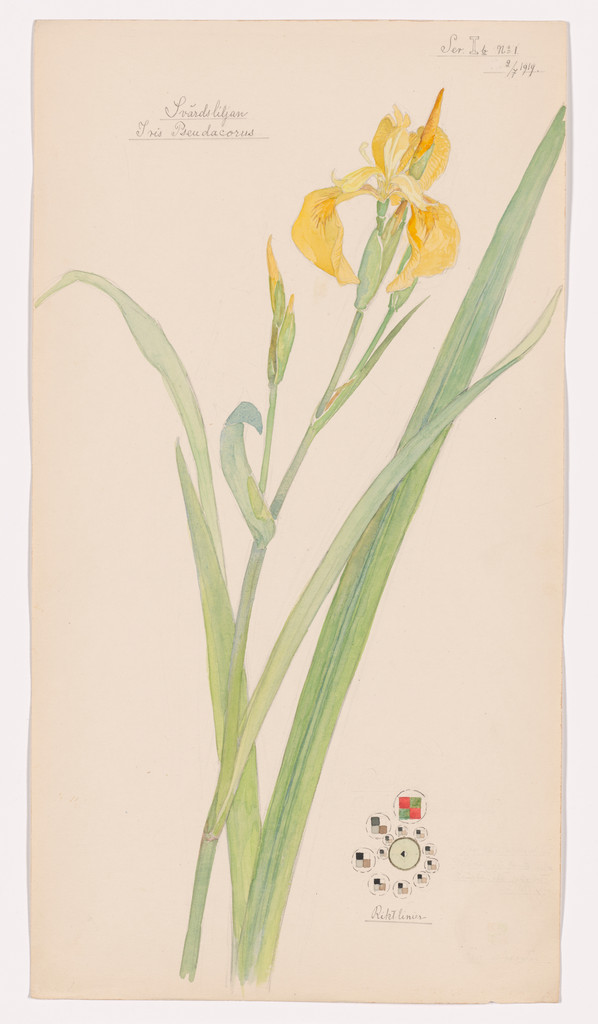 Iris pseudacorus (Yellow Iris). Sheet 18 from the portfolio Nature Studies