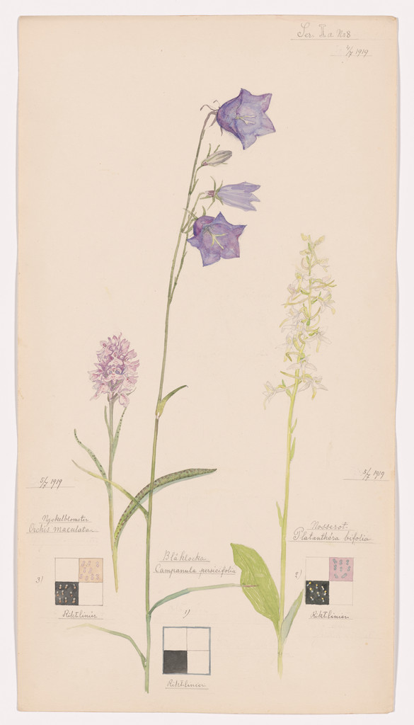 Campanula persicifolia (Peach-Leaved Bellflower), Orchis maculata (Heath Spotted-Orchid), Platanthera bifolia (Lesser Butterfly-Orchid). Sheet 17 from the portfolio Nature Studies