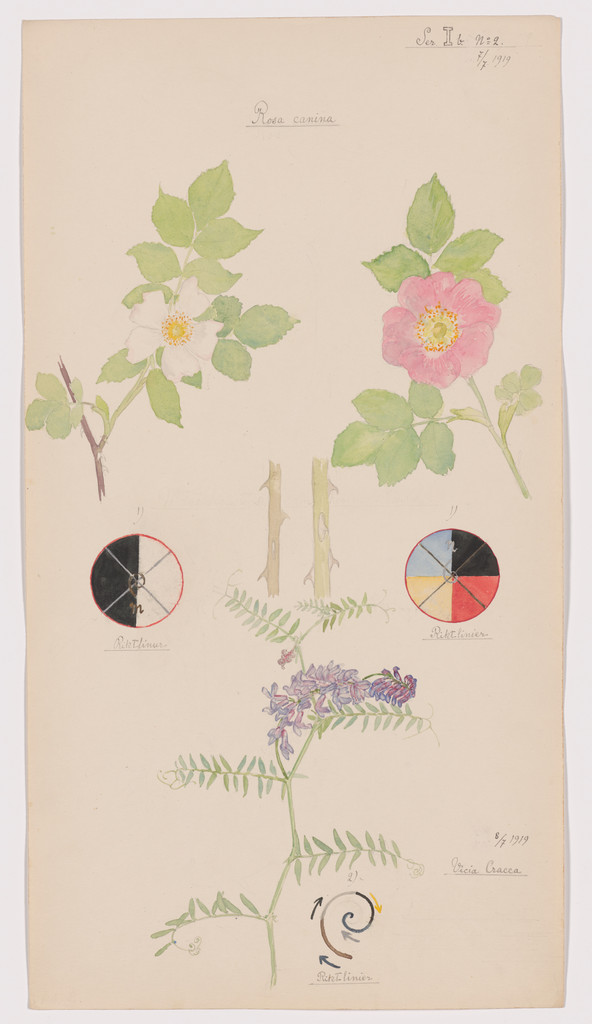 Rosa canina (Dog Rose), Rosa dumalis (Glaucous Dog Rose), Vicia cracca (Bird Vetch). Sheet 19 from the portfolio Nature Studies