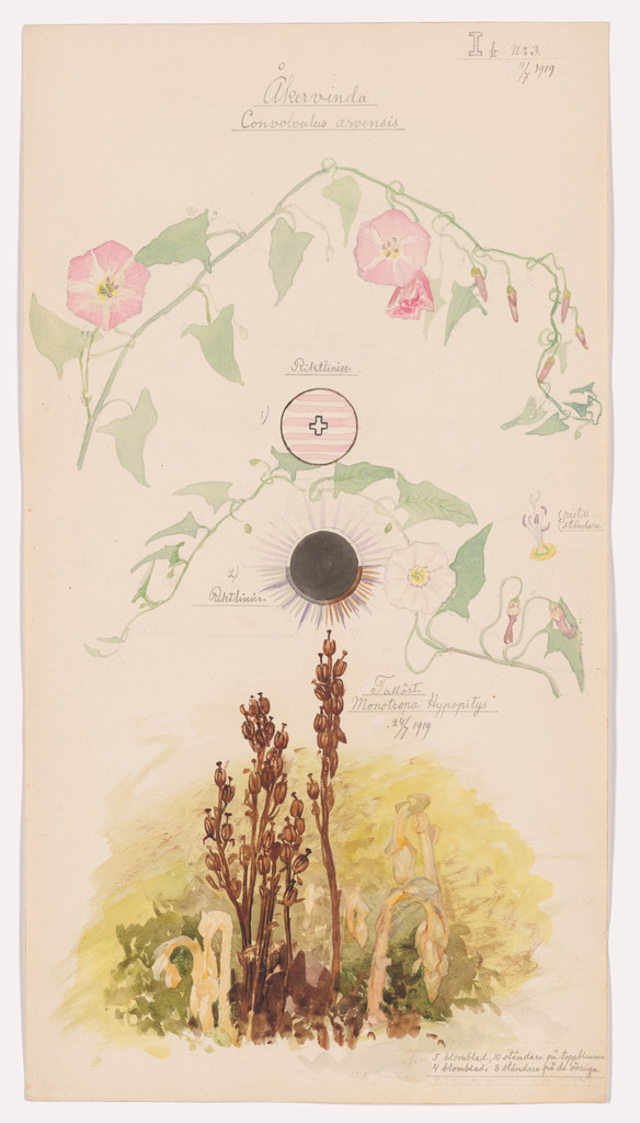 Convolvulus arvensis (Field Bindweed), Monotropa hypopitys (Pinesap). Sheet 20 from the portfolio Nature Studies