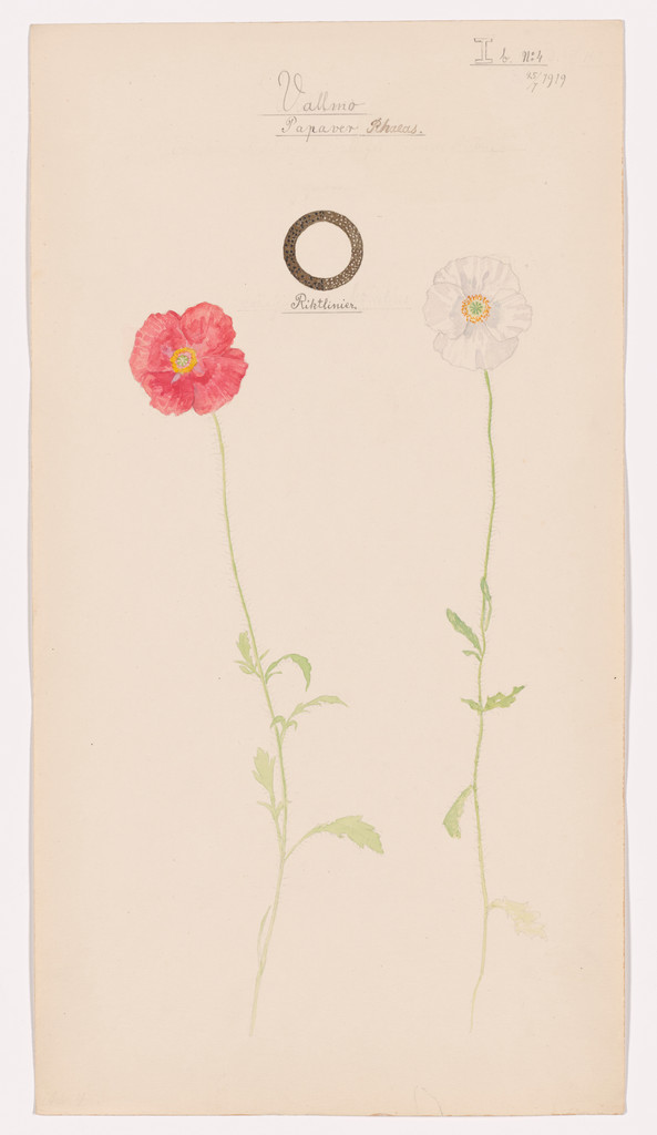 Papaver rhoeas (Corn Poppy). Sheet 21 from the portfolio Nature Studies