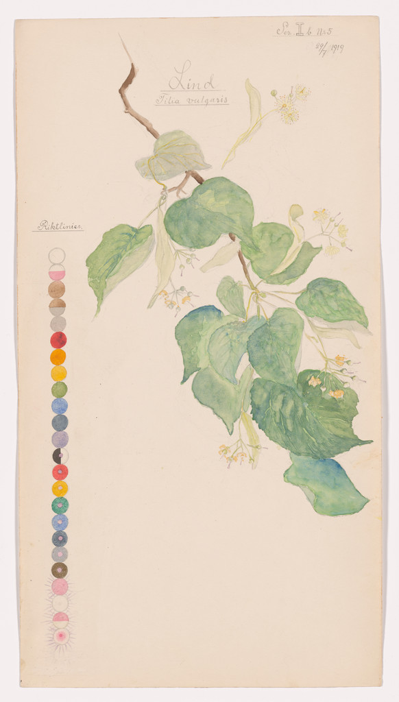 Tilia × europaea (Common Linden). Sheet 22 from the portfolio Nature Studies
