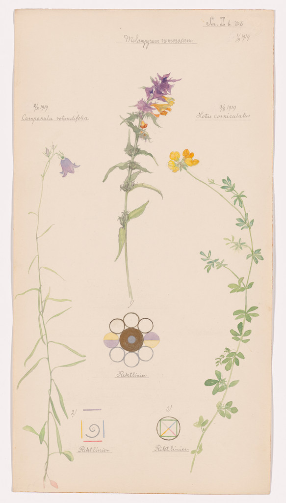 Melampyrum nemorosum (Wood Cow-Wheat), Campanula rotundifolia (Harebell), Lotus corniculatus (Bird’s-Foot Trefoil). Sheet 23 from the portfolio Nature Studies
