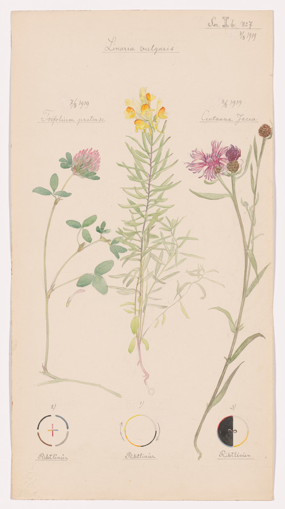 Linaria vulgaris (Yellow Toadflax), Trifolium pratense (Red Clover), Centaurea jacea (Brownray Knapweed). Sheet 24 from the portfolio Nature Studies