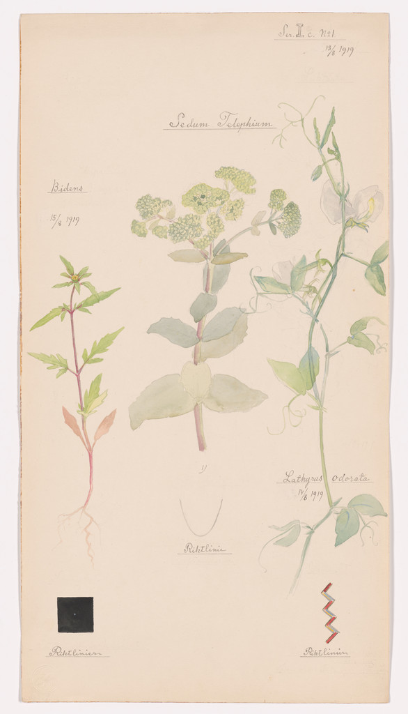 Hylotelephium telephium (Orpine), Lathyrus odoratus (Sweet Pea), Bidens tripartita (Three-Parted Beggarticks). Sheet 25 from the portfolio Nature Studies