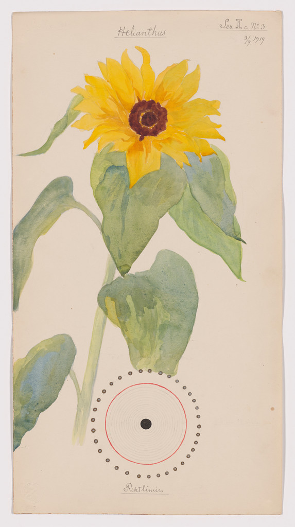 Helianthus annuus (Common Sunflower). Sheet 27 from the portfolio Nature Studies