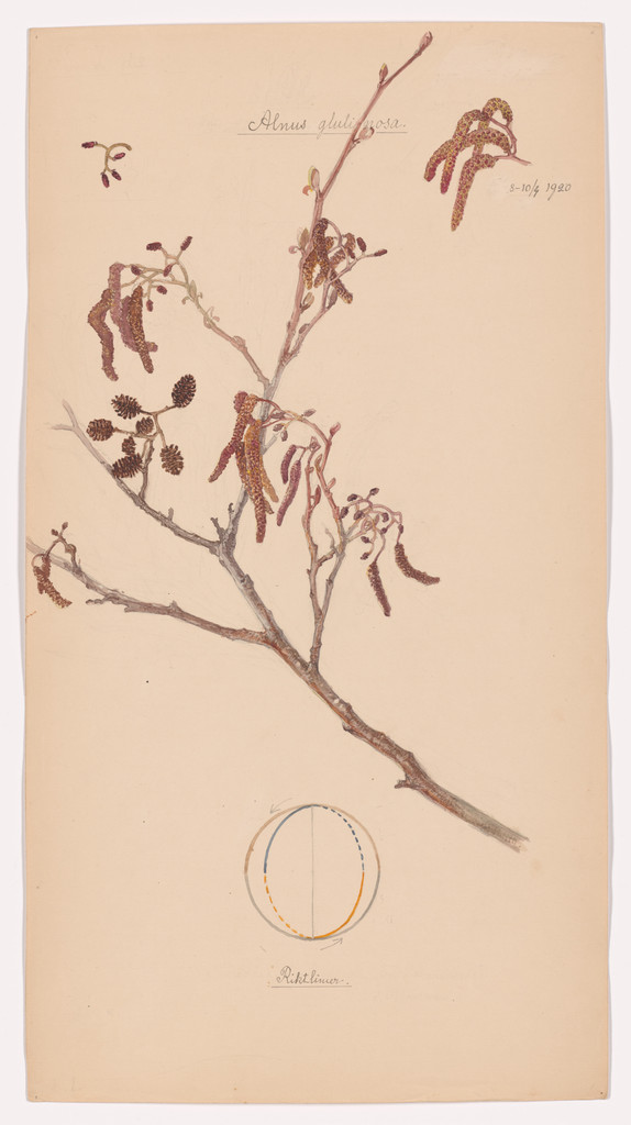 Alnus glutinosa (European Alder). Sheet 30 from the portfolio Nature Studies
