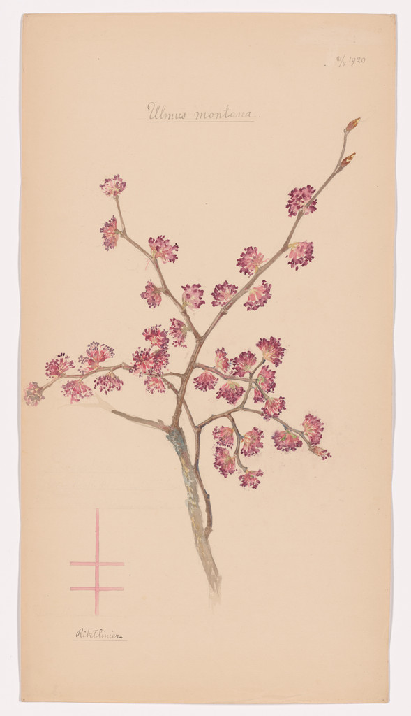 Ulmus glabra (Wych Elm). Sheet 31 from the portfolio Nature Studies
