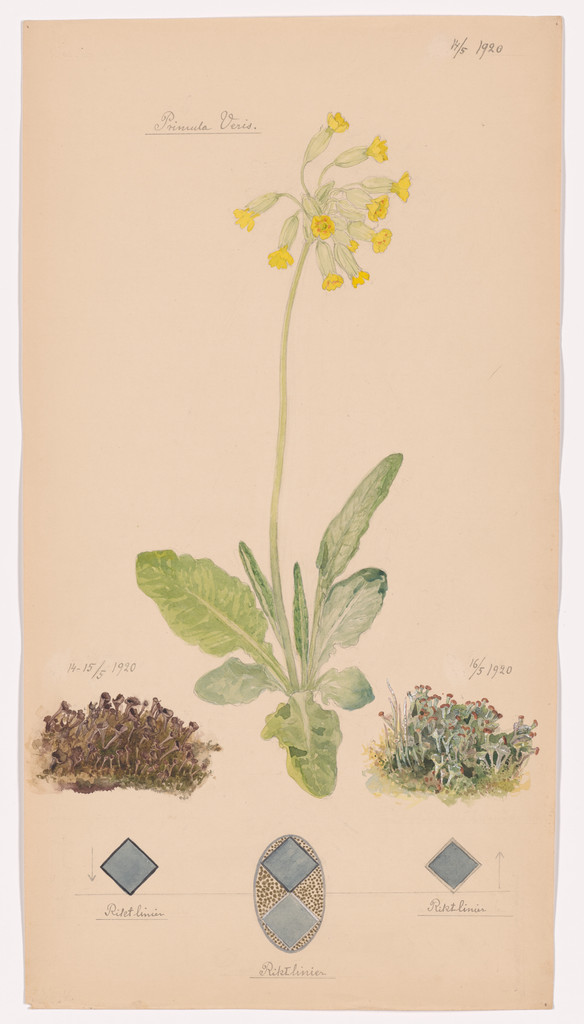 Primula veris (Cowslip Primrose), Cladonia spp. (Pixie Cup Lichens). Sheet 33 from the portfolio Nature Studies