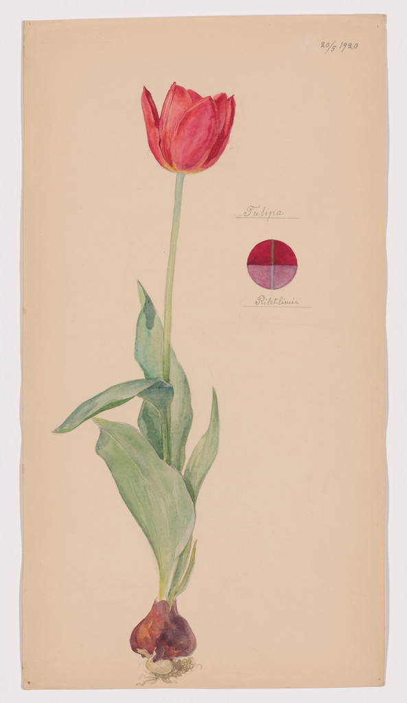 Tulipa sp. (Tulip). Sheet 35 from the portfolio Nature Studies