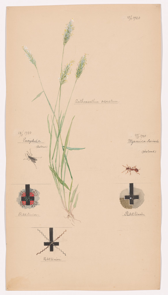 Anthoxanthum odoratum (Sweet Vernalgrass), Culicidae (Mosquito), Myrmica rubra (European Fire Ant). Sheet 37 from the portfolio Nature Studies