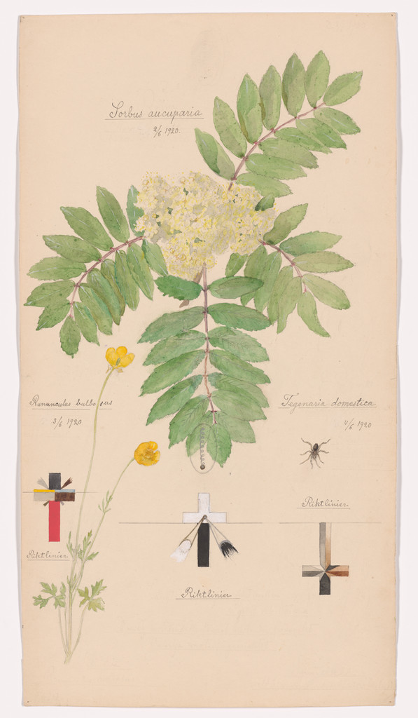 Sorbus aucuparia (European Mountain Ash), Ranunculus bulbosus (Bulbous Buttercup), Tegenaria domestica (Barn Funnel Weaver). Sheet 39 from the portfolio Nature Studies