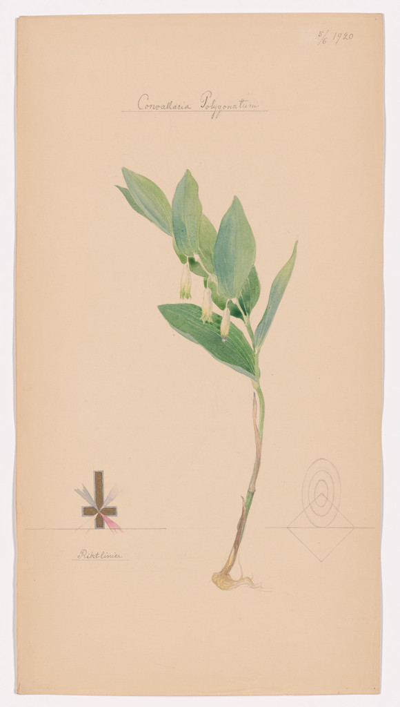 Polygonatum odoratum (Angular Solomon’s Seal). Sheet 40 from the portfolio Nature Studies