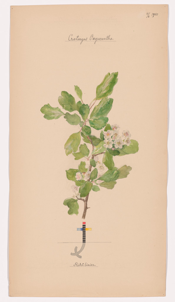 Crataegus laevigata (Smooth Hawthorn). Sheet 43 from the portfolio Nature Studies