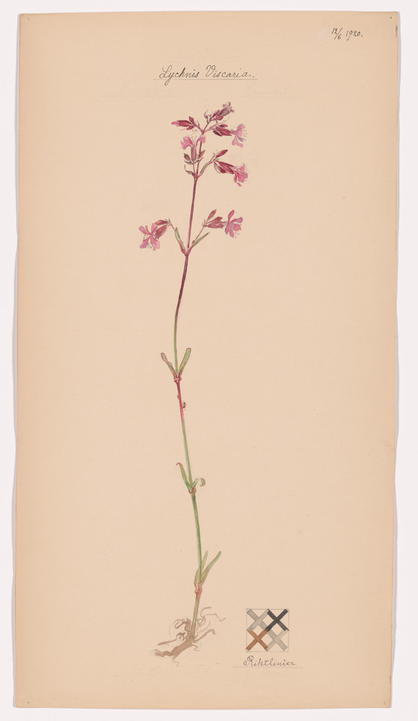 Viscaria vulgaris (Clammy Campion). Sheet 44 from the portfolio Nature Studies