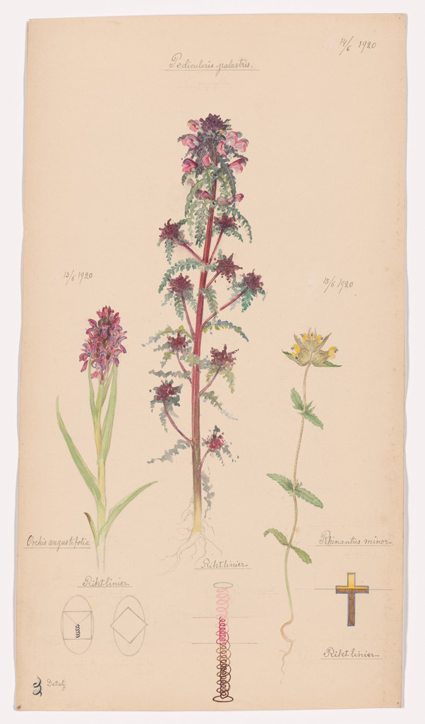 Dactylorhiza incarnata (Early Marsh-Orchid), Pedicularis palustris (European Purple Lousewort), Rhinanthus minor (Little Yellow Rattle). Sheet 45 from the portfolio Nature Studies