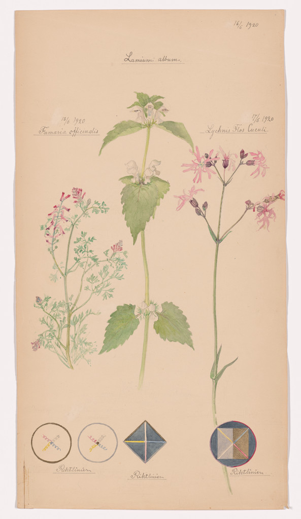 Lamium album (White Deadnettle), Silene flos-cuculi (Ragged Robin), Fumaria officinalis (Common Fumitory).  Sheet 46 from the portfolio Nature Studies