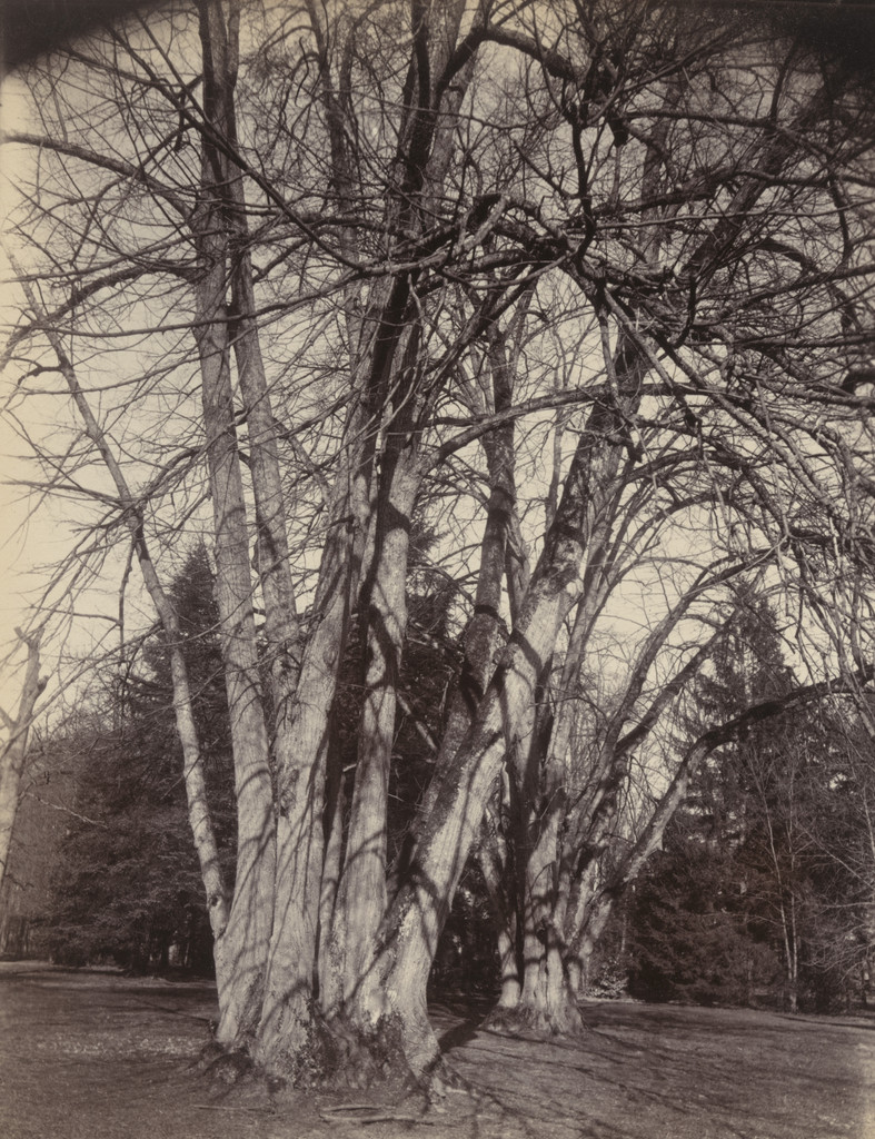 Tilleuls (Trianon)