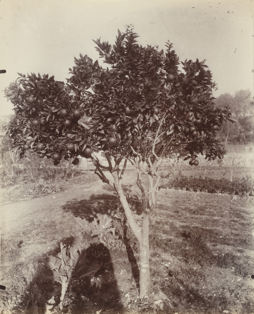 Orange Tree