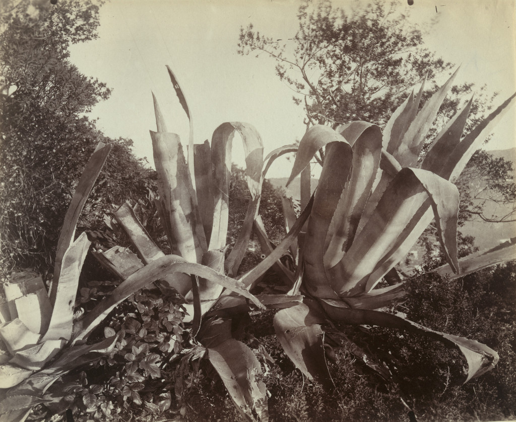 Cactus -- Nice
