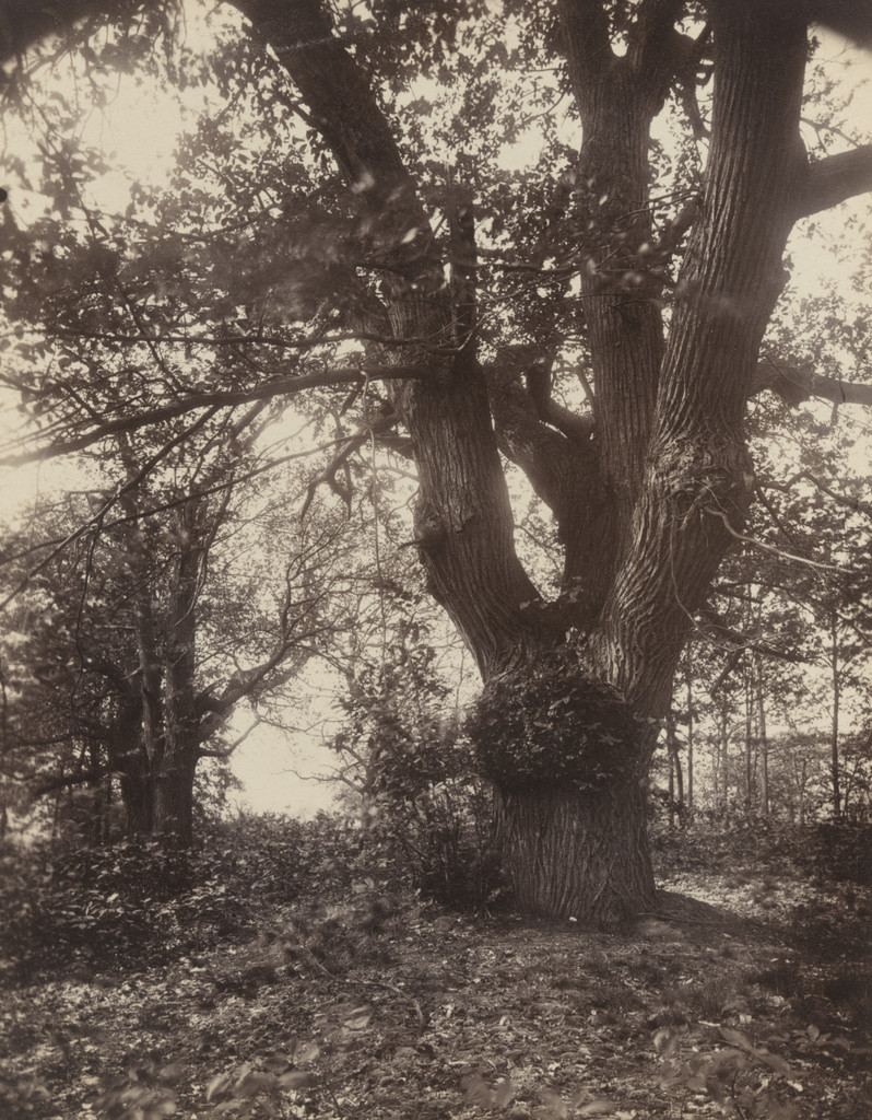 Horse Chestnut