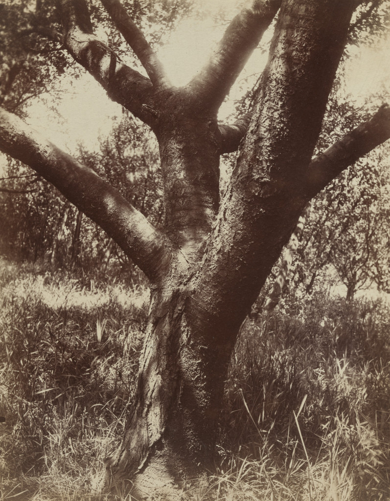 Cherry Tree