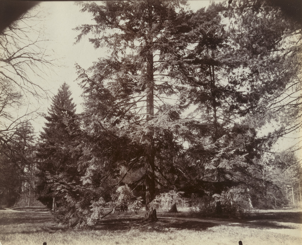 Trianon, sapin