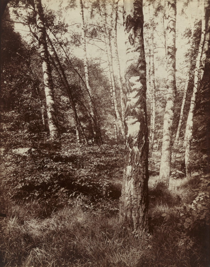 Bouleaux