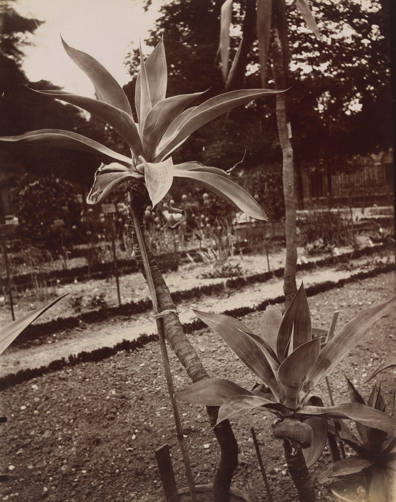 Plante du Mexique
