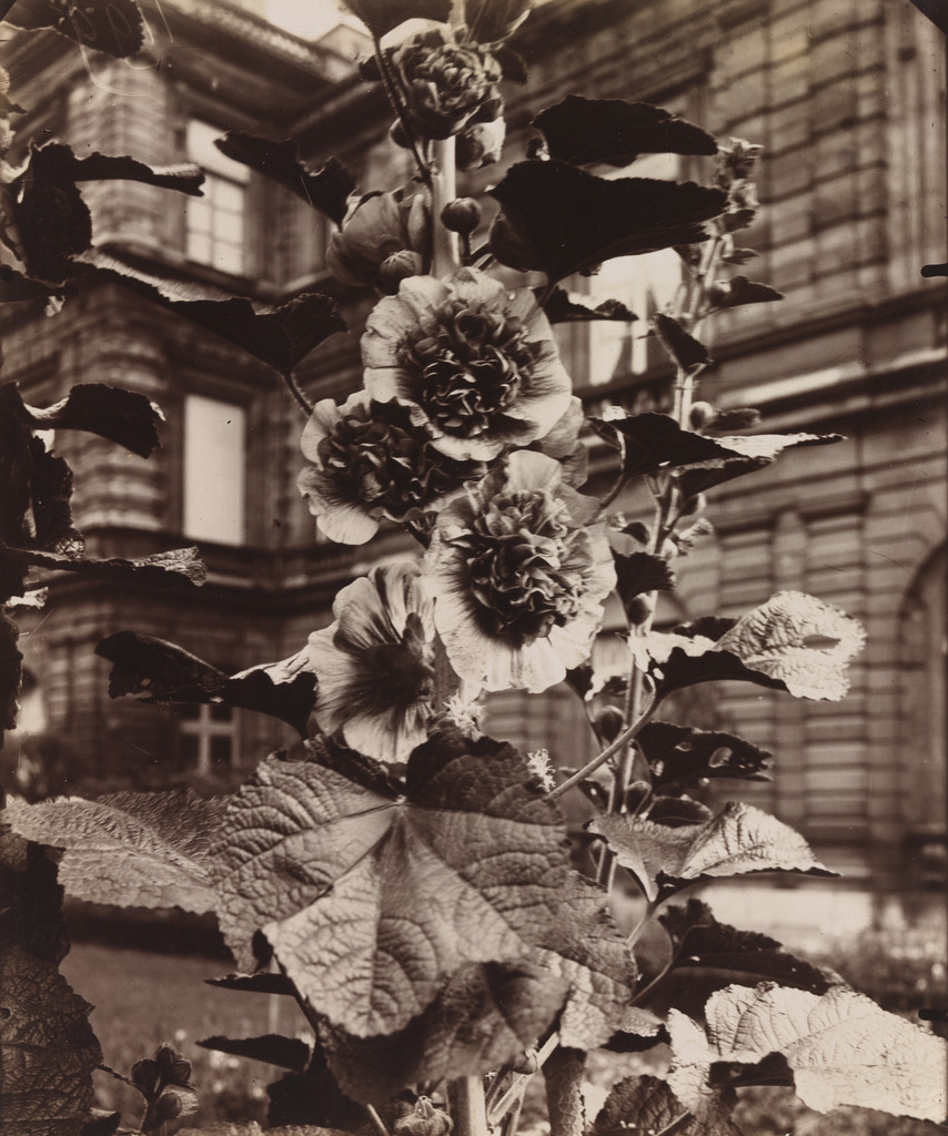 Roses trémières