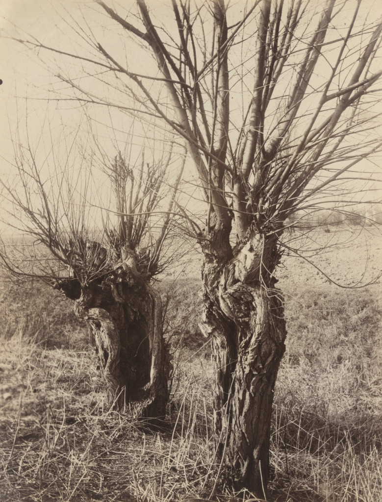Saules