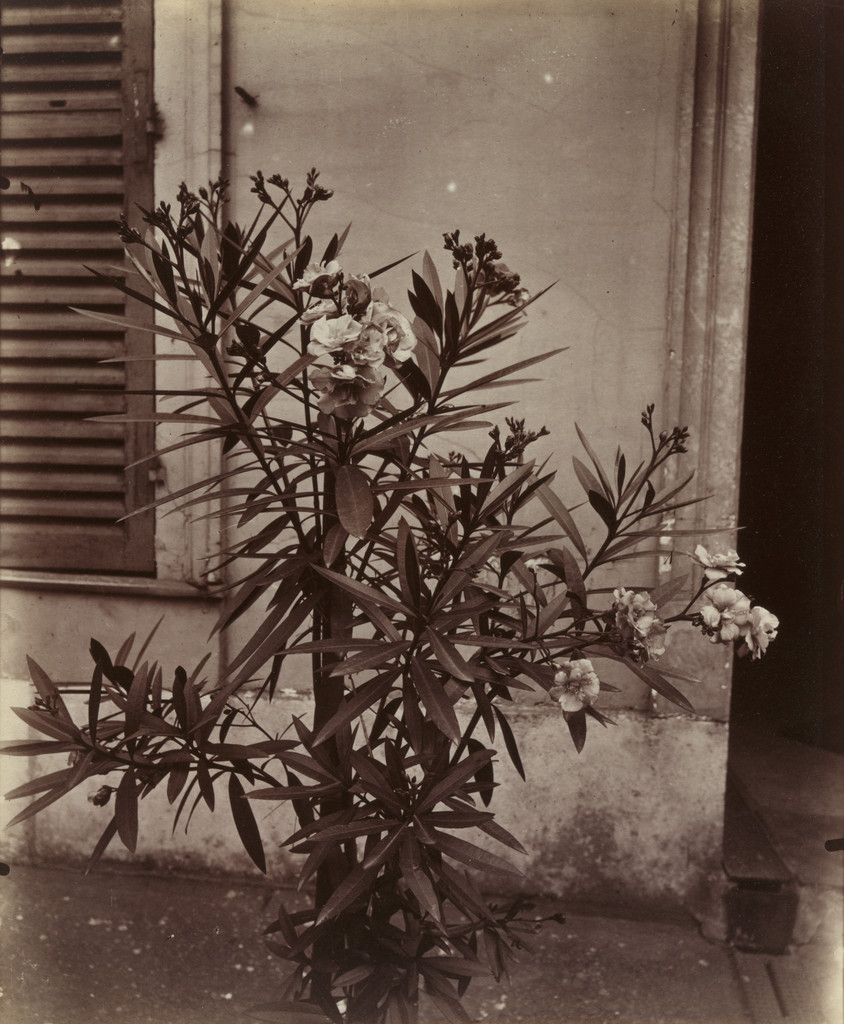 Laurier-Rose
