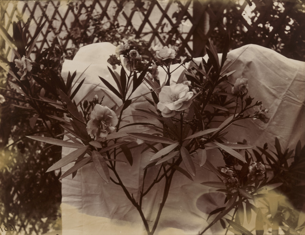 Laurier-Rose