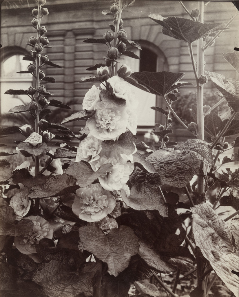 Roses trémières