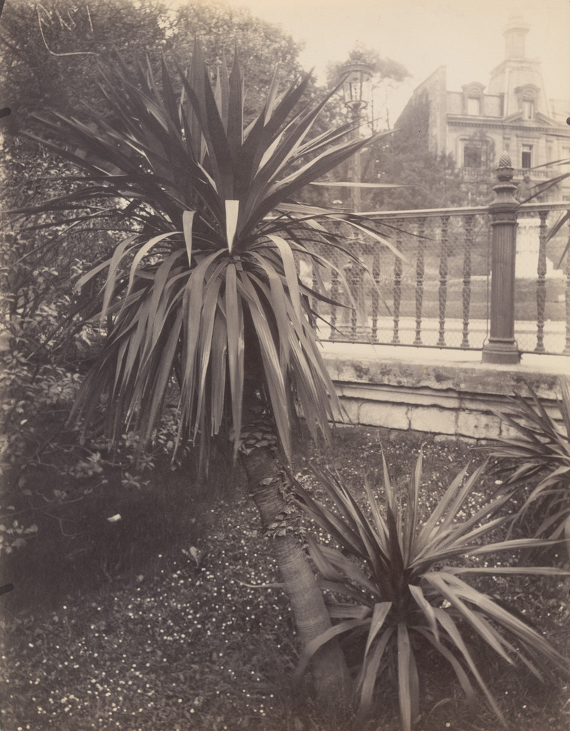 Plantes