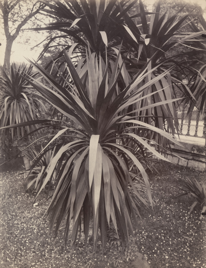 Plantes exotiques