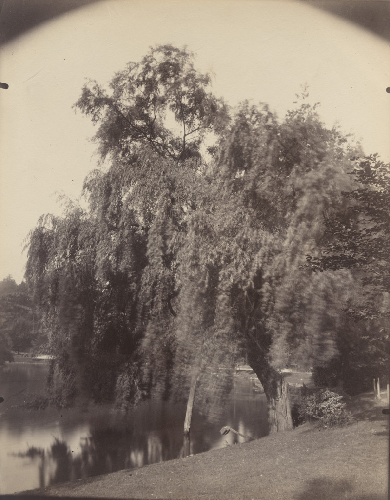 Saules