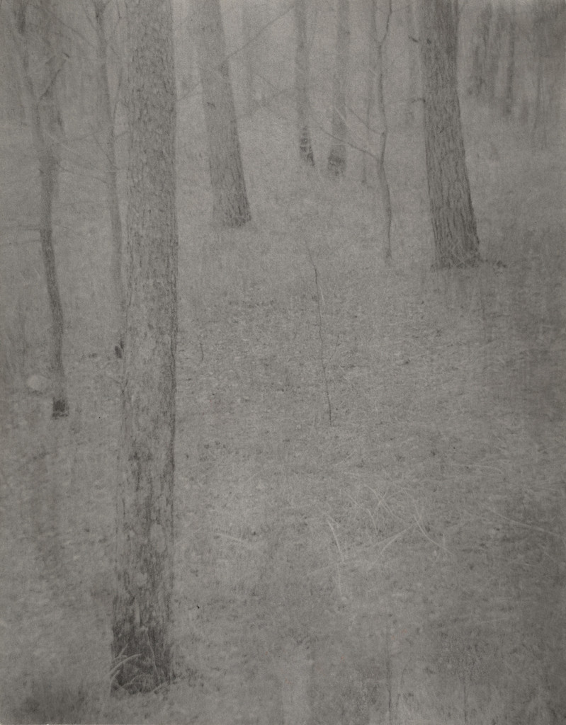 Farmer's Wood Lot