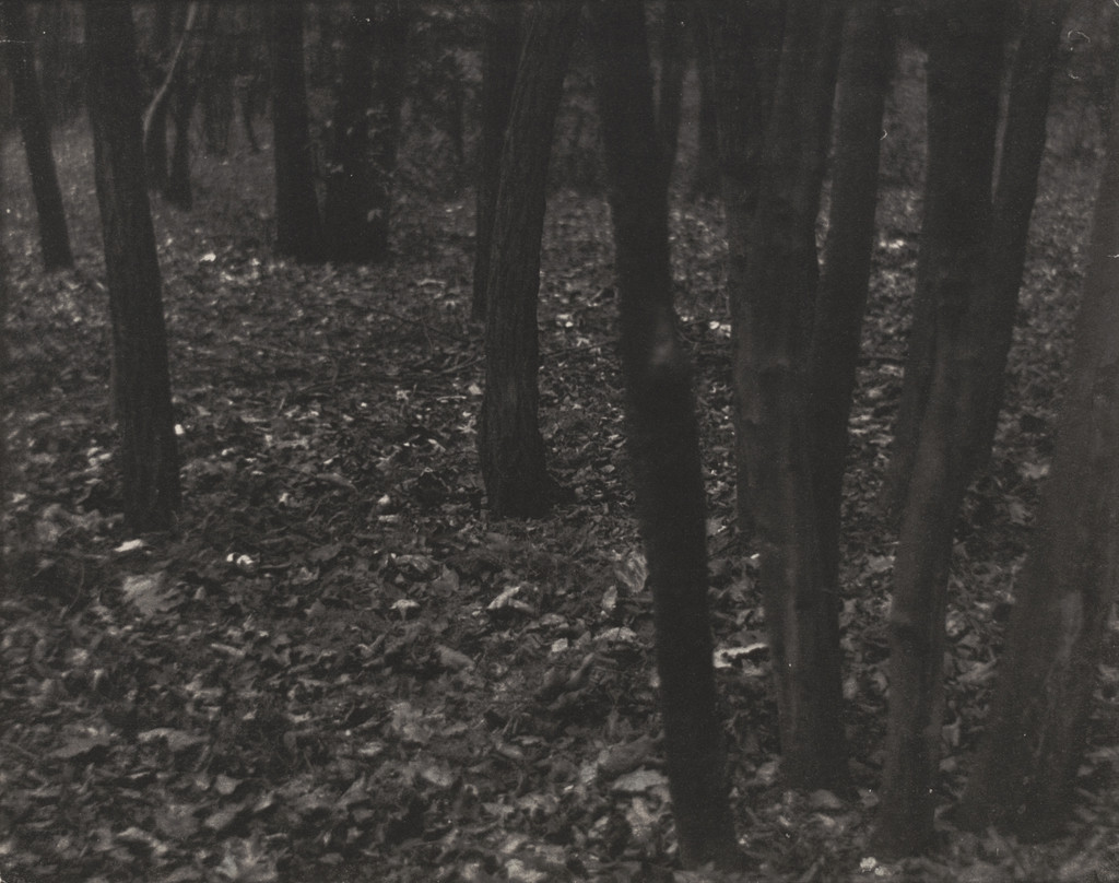 Wood Lot - Fallen Leaves