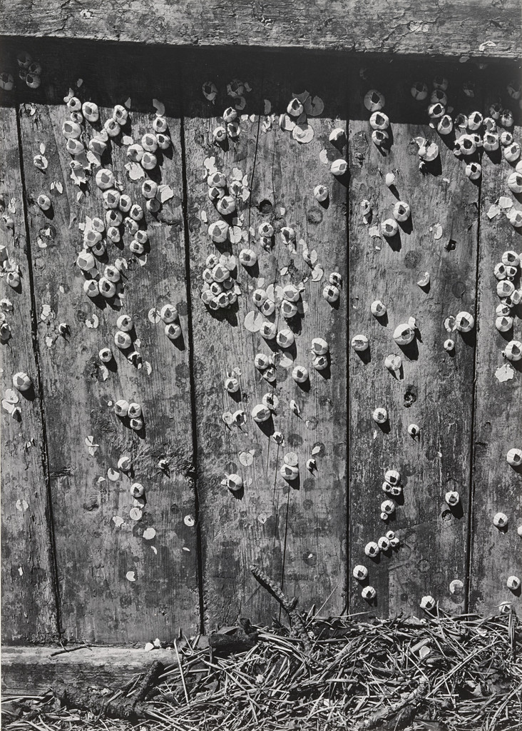 Barnacles, Cape Cod