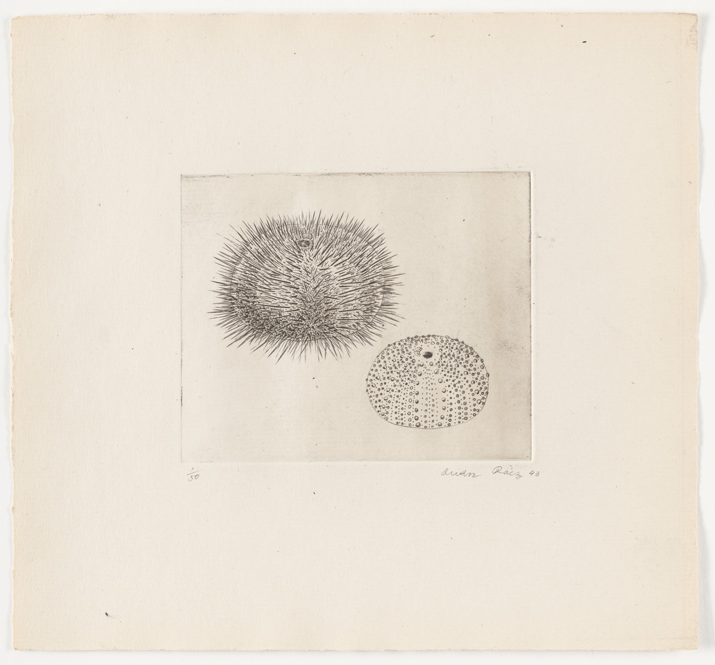 Untitled from The Flowering Rock