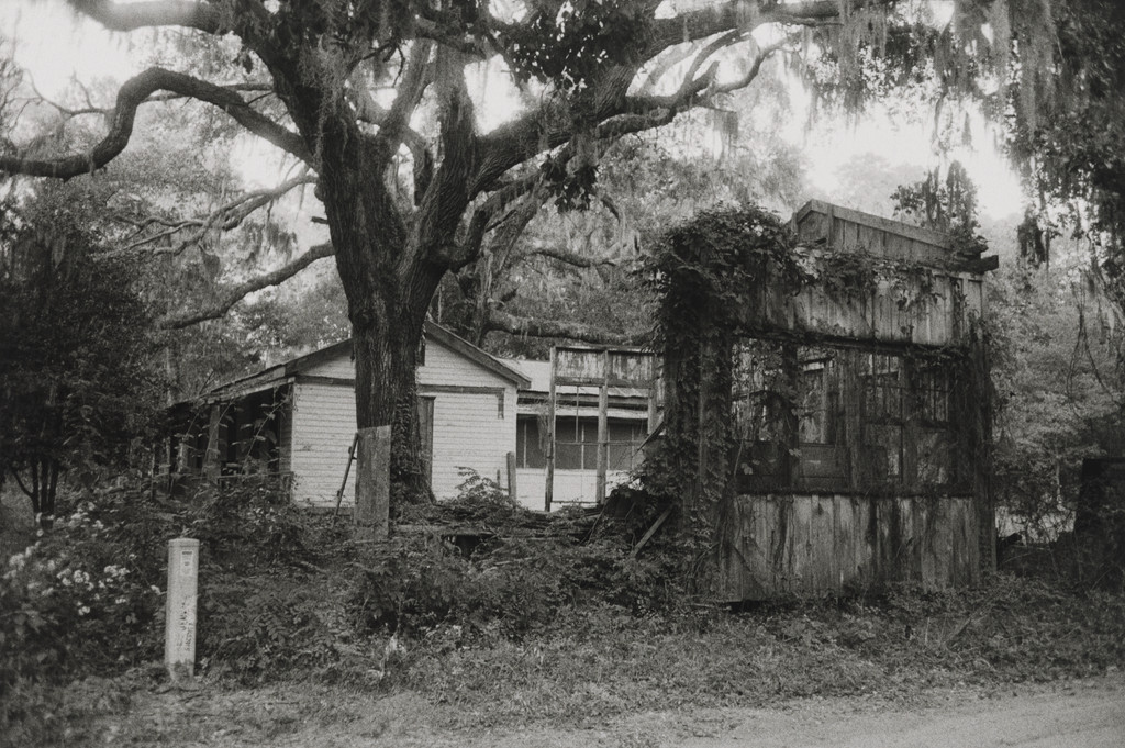An Old Fallen House next to a Moss-Draped Tree, Daufuskie Island, South Carolina