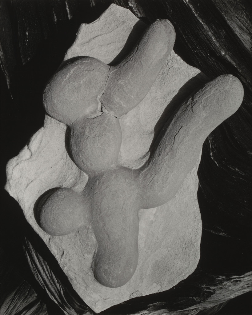 Sandstone Erosion and Root