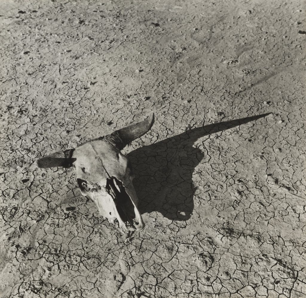 Skull, Badlands, South Dakota
