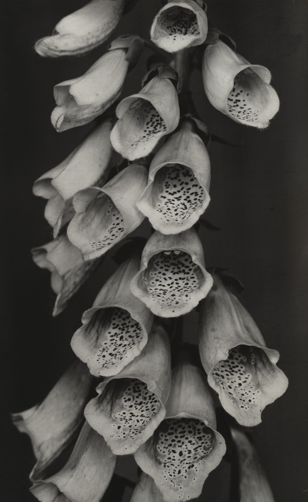 Foxglove (Fingerhut)