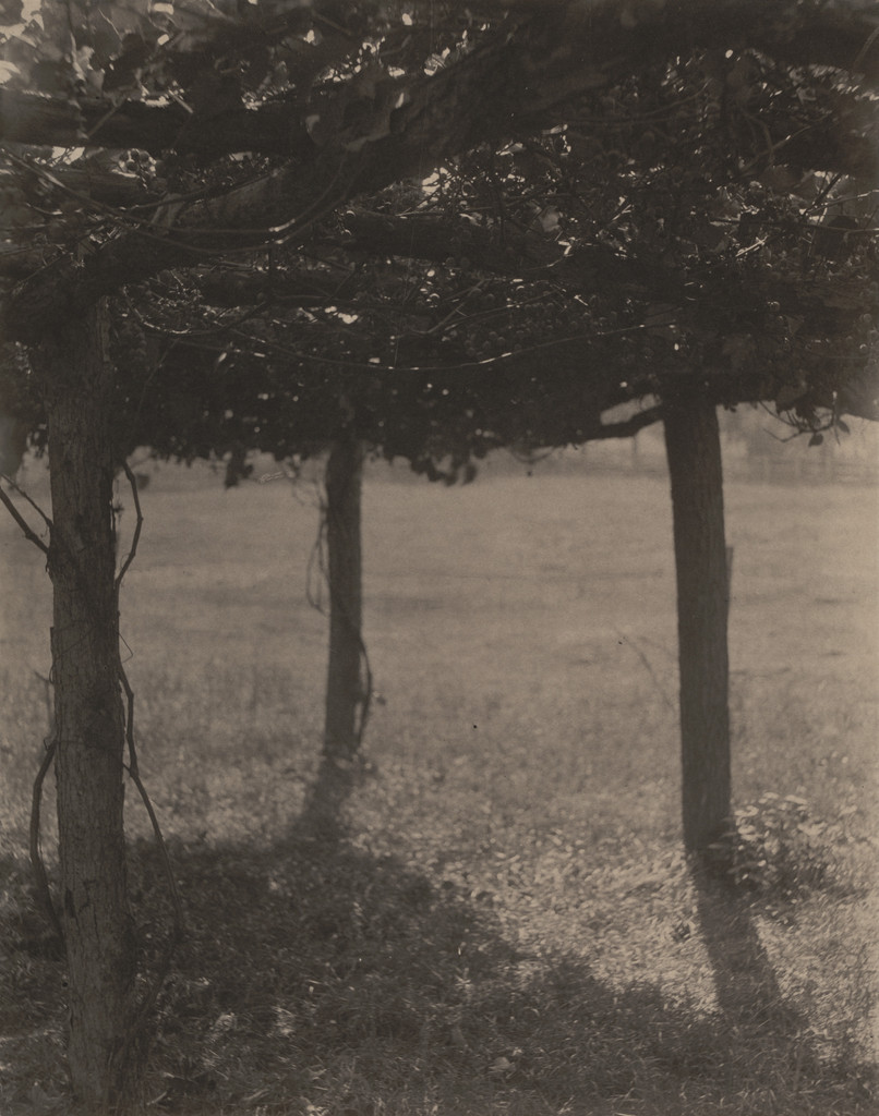 The Arbor