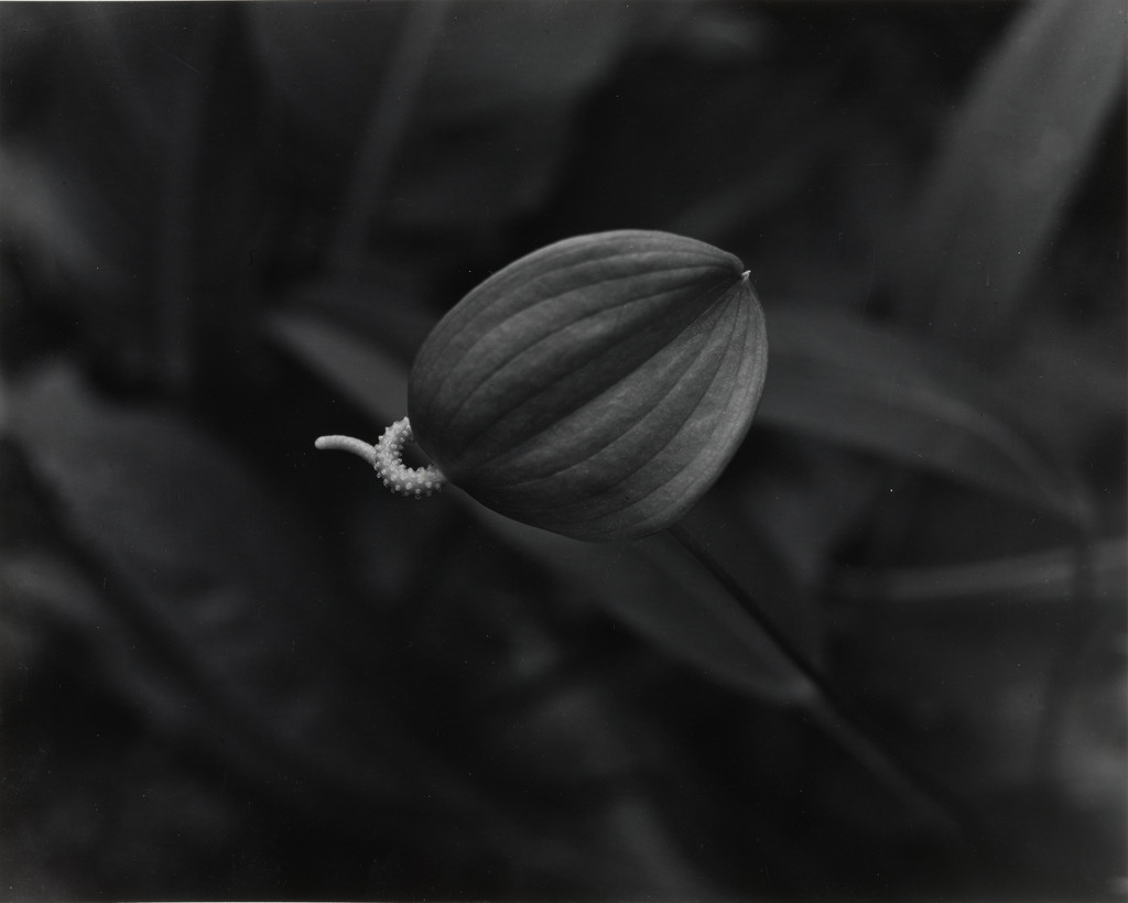 Tropical Plant