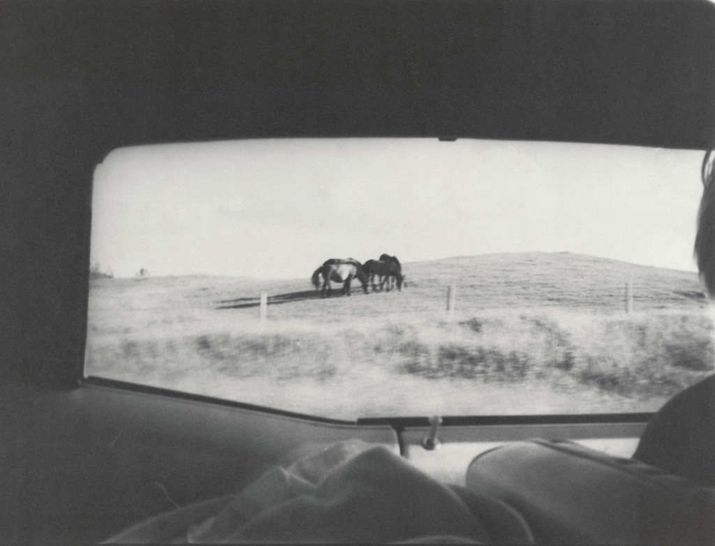 Horses out California Car Window
