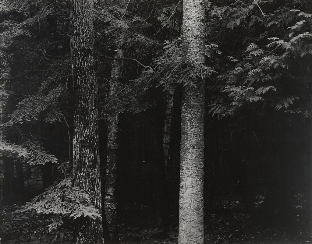 Spruce Trees